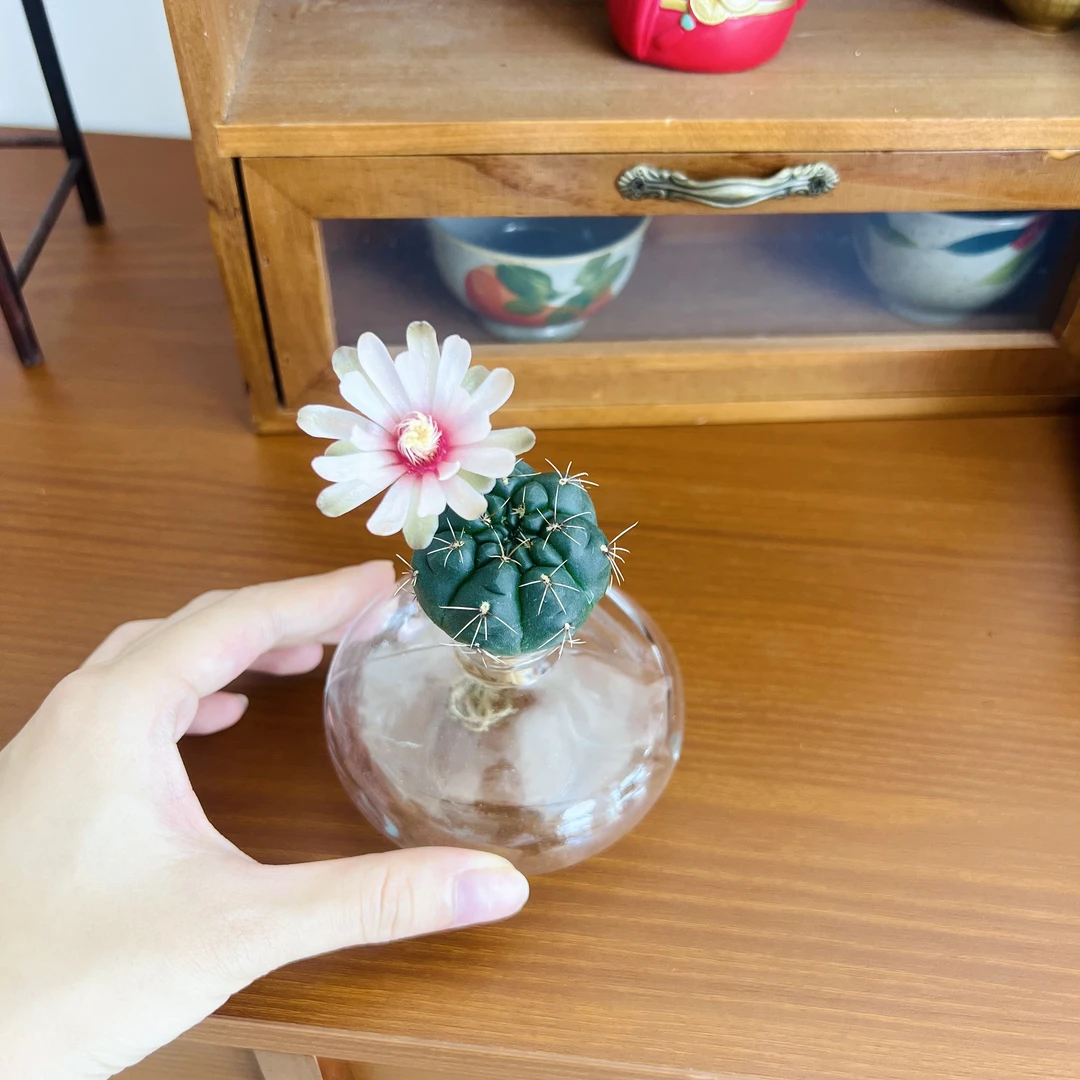仙人球(不带花不带花苞)盆栽防辐射吸甲醛居家办公装饰加赠玻璃瓶
