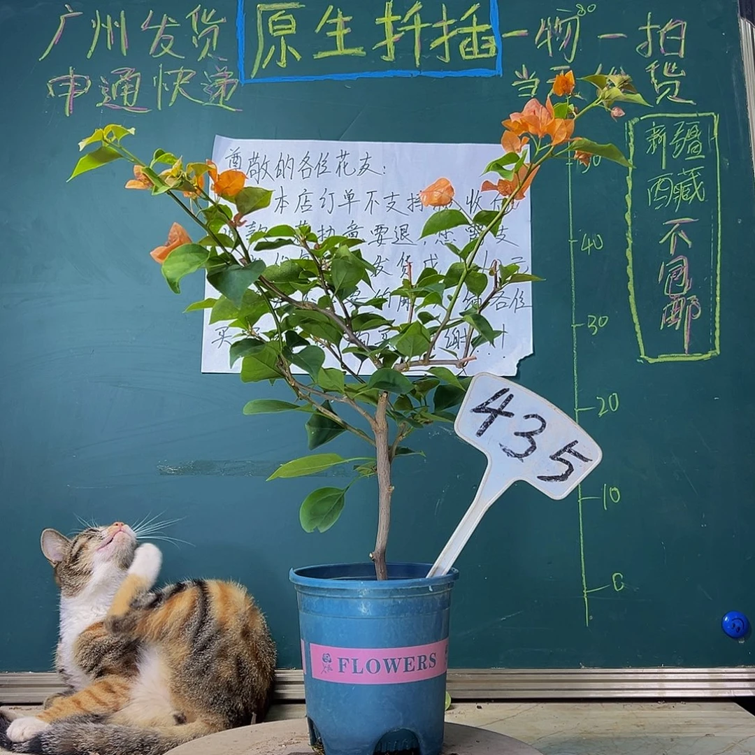 当前无花栽培后可以开花  柠檬橙  435