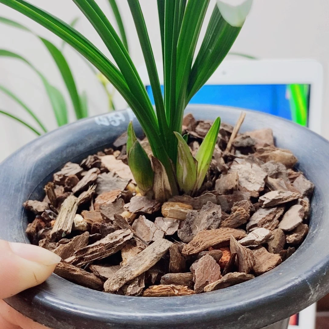 用***性当前无花栽培后可以开花