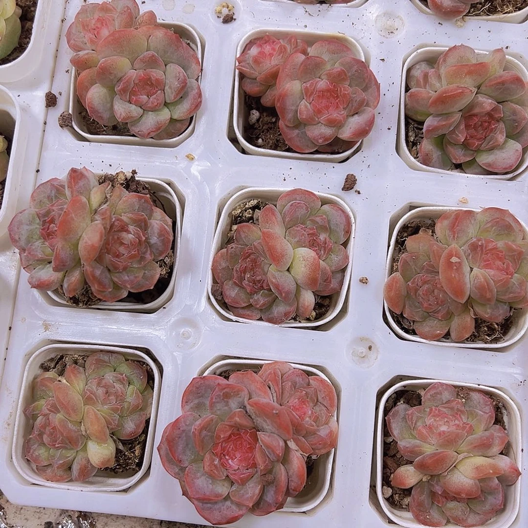 凝霜双头19包邮多肉植物