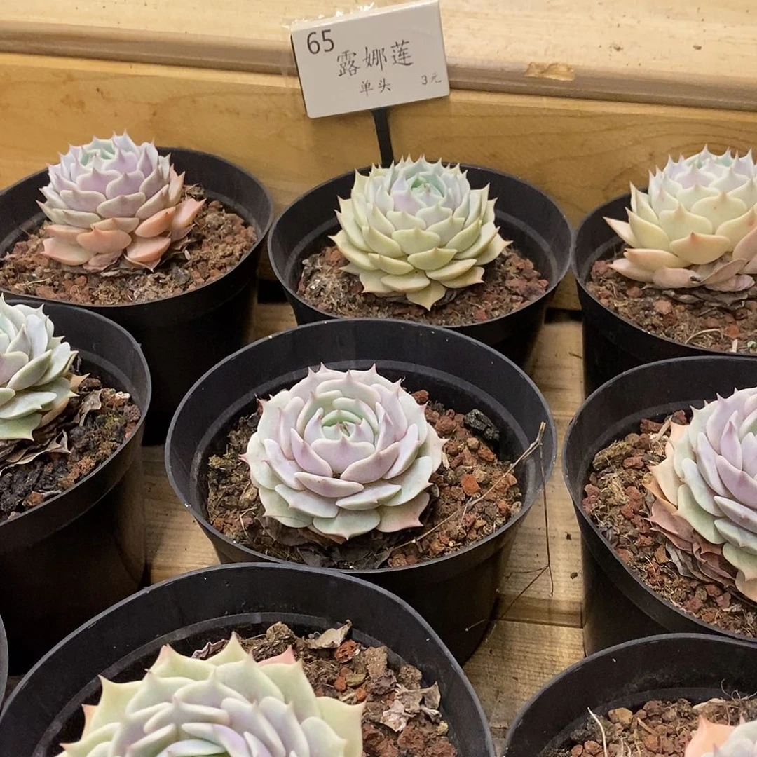 65露娜莲 福利多多 福利