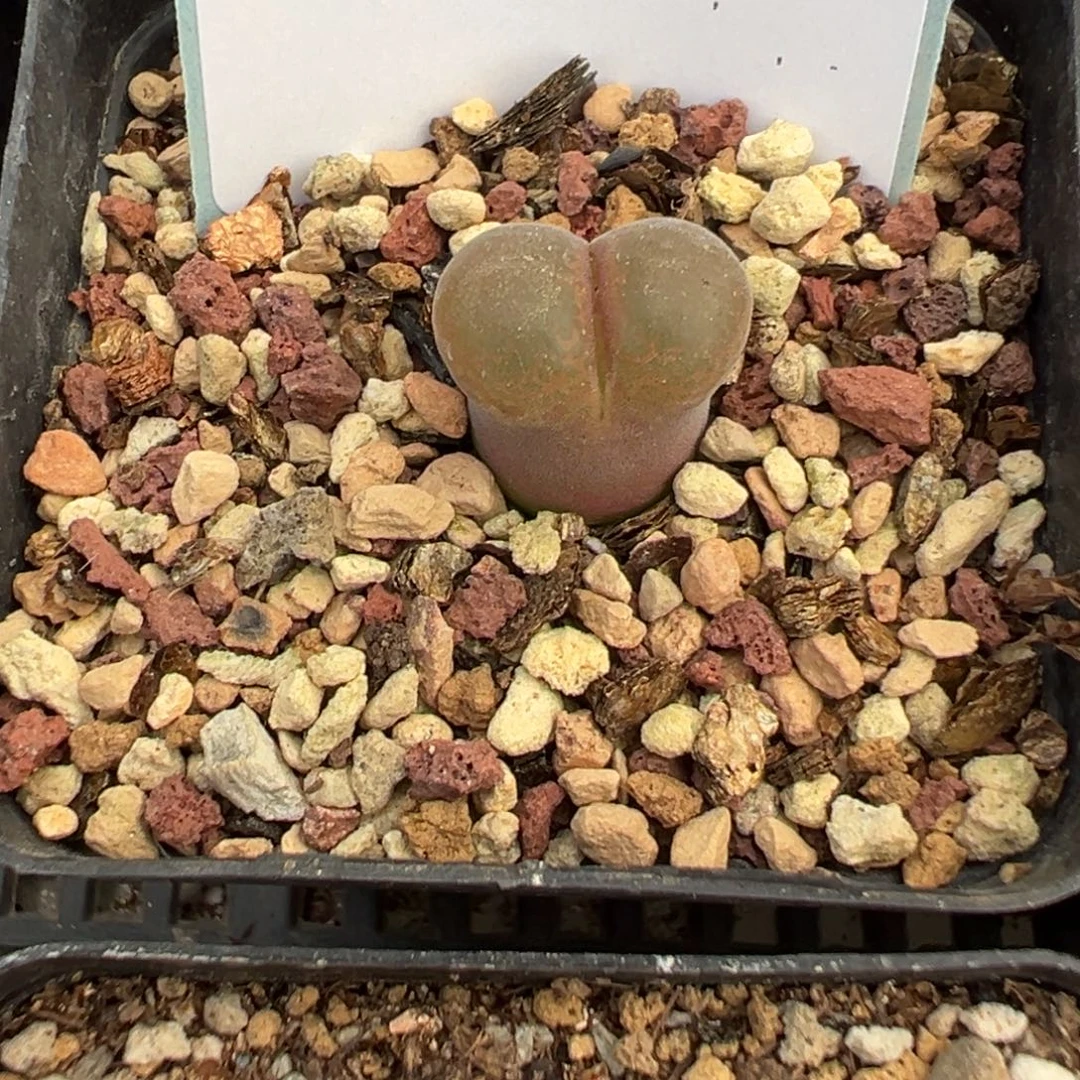 17-19恩东风铃多肉植物