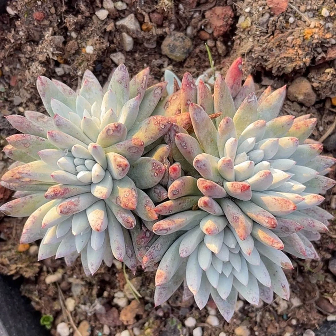 【闪购商品】韩版白姆