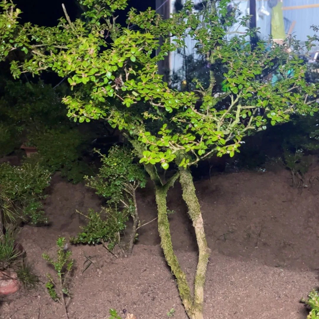 无花朵安徽万佛山珍珠黄杨