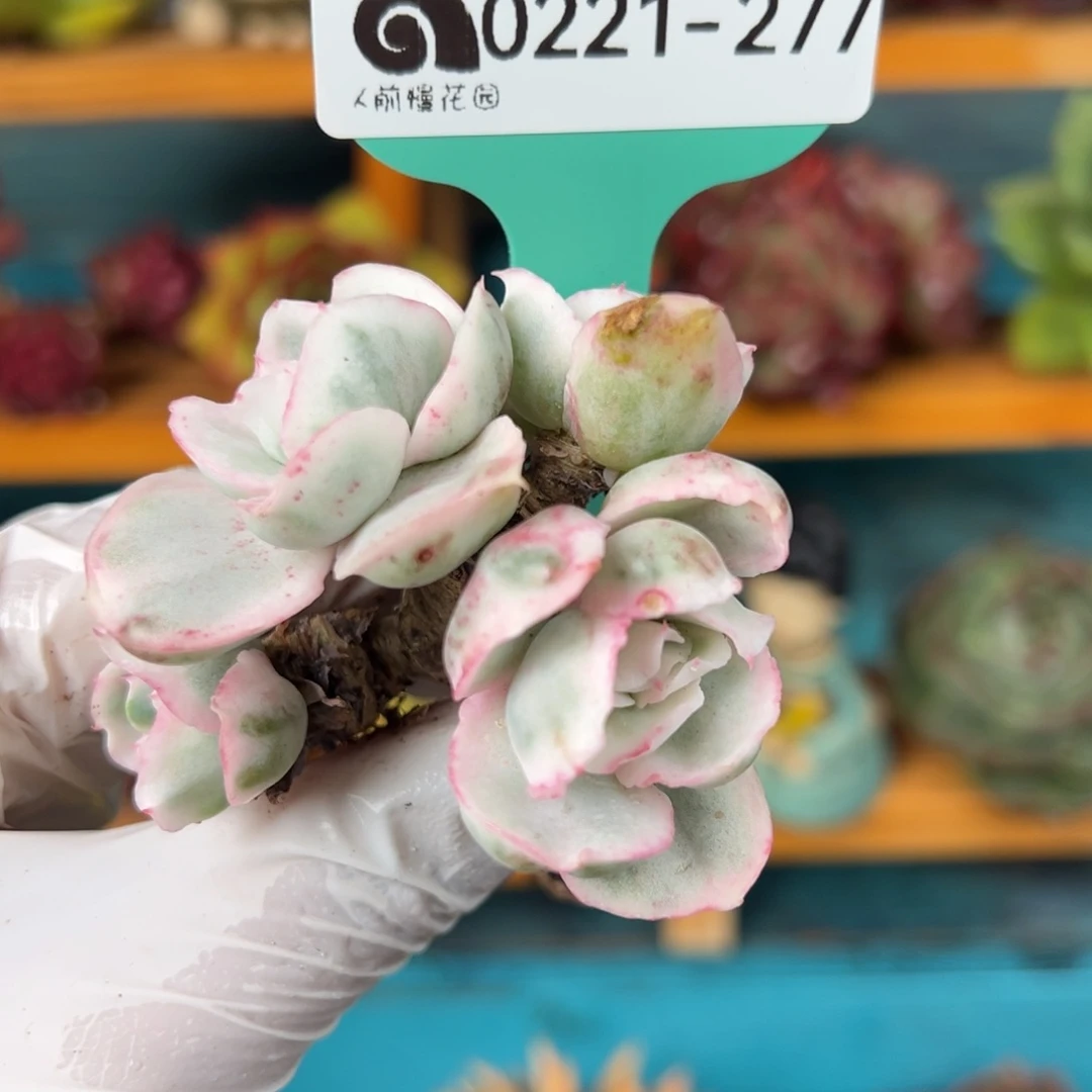 从前慢多肉精选编号0221.277