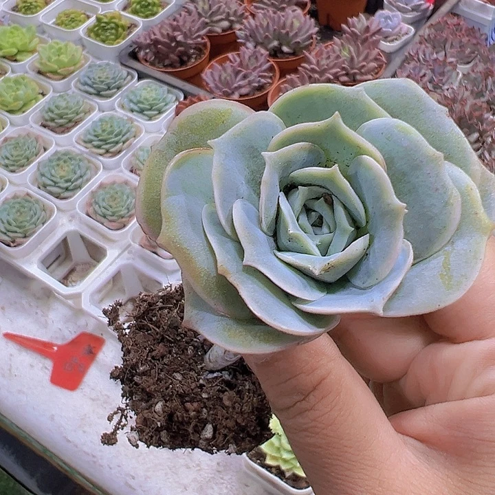 可爱玫瑰19包邮多肉植物