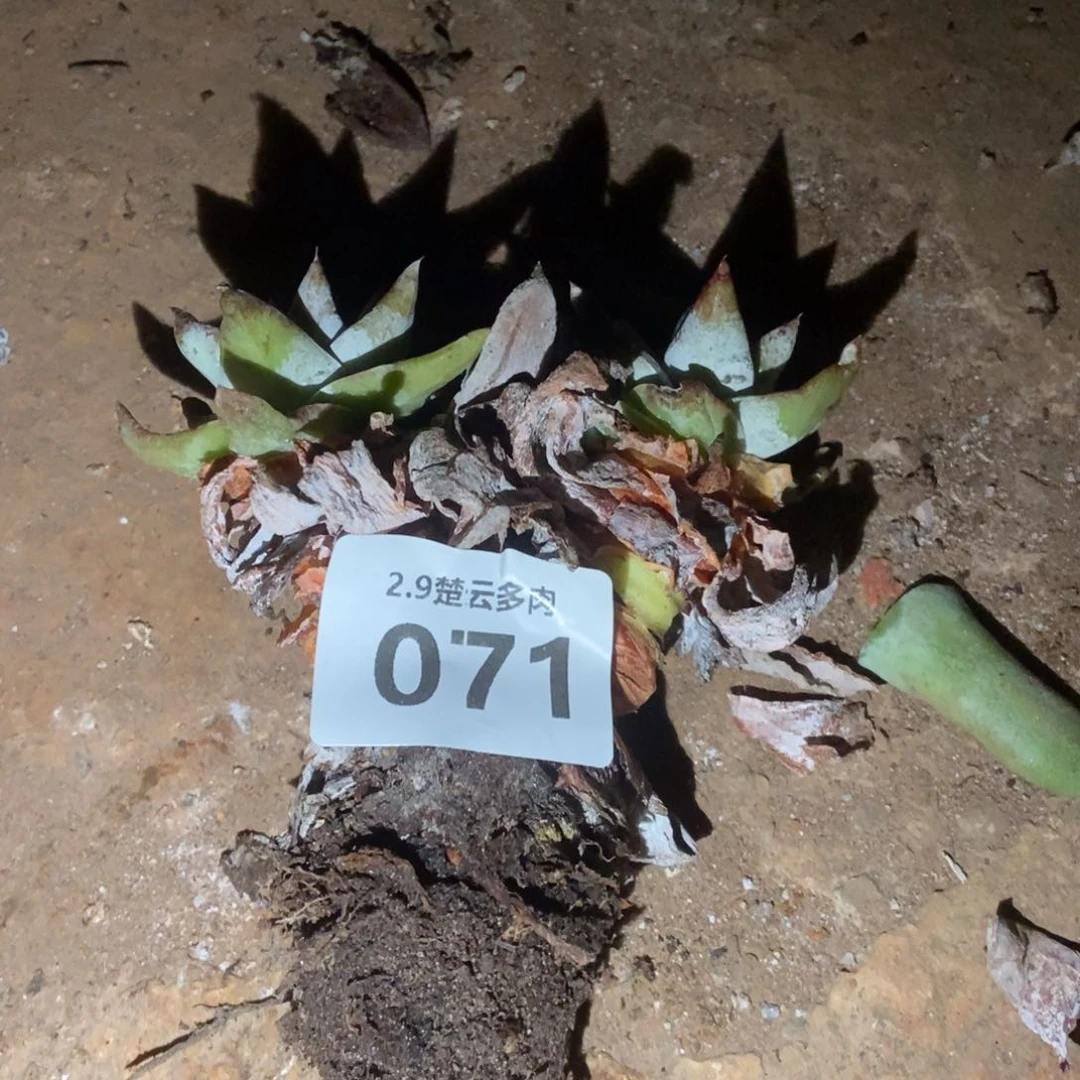 071多肉植物啦啦啦