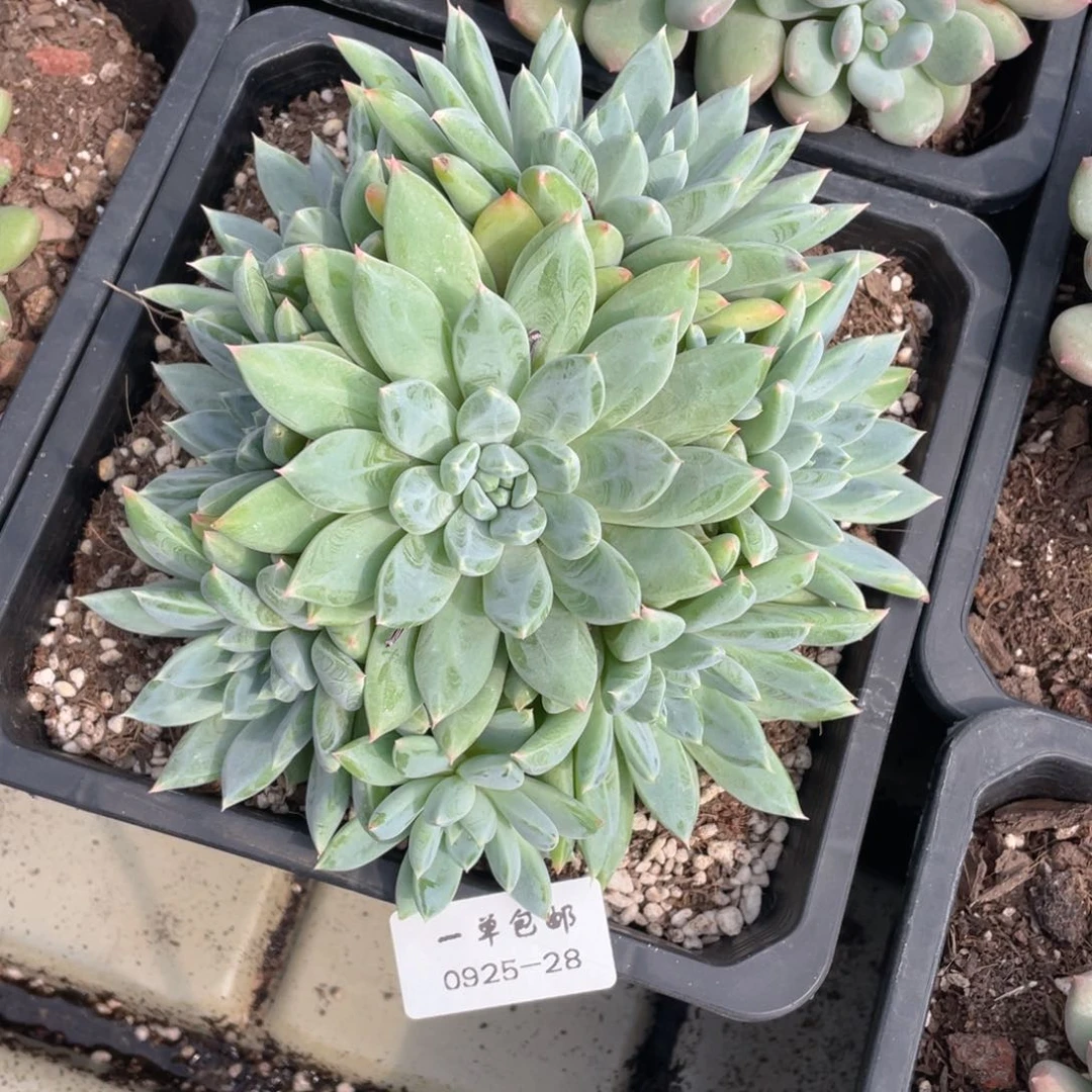 0925-28-爆米花。。。。。