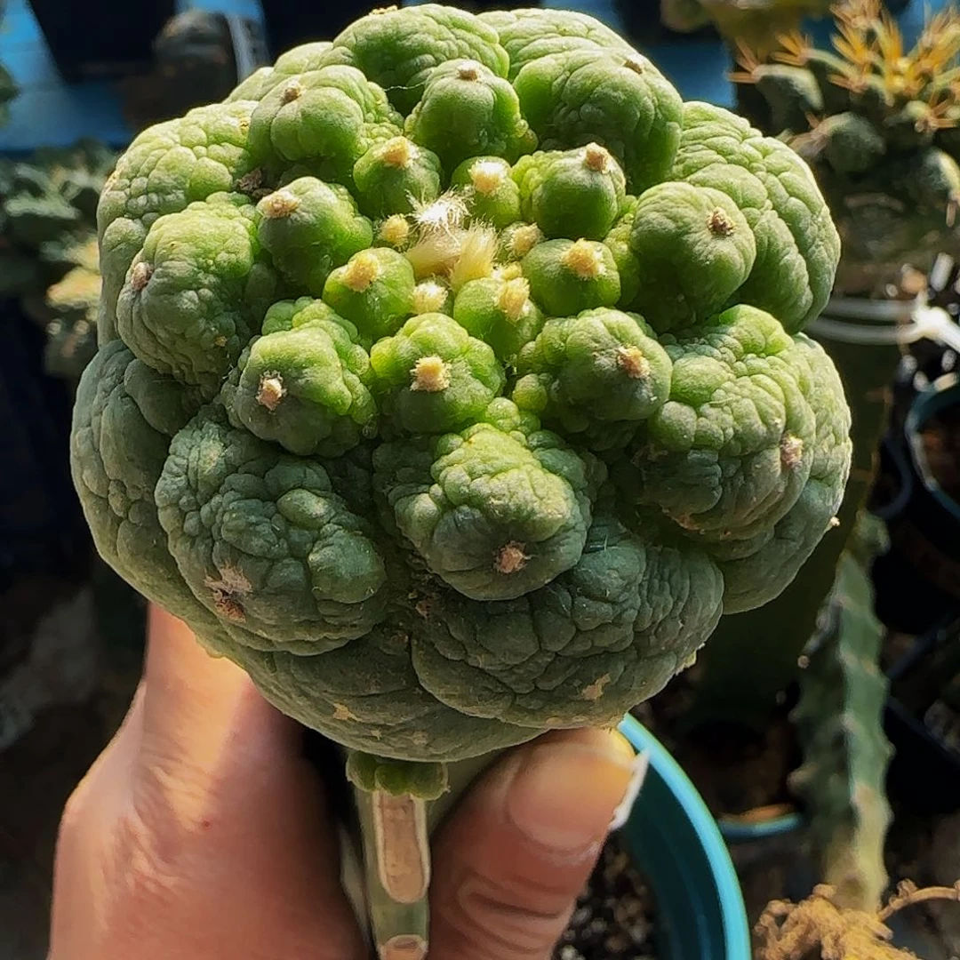 十***梦皱尤078仙人球开花