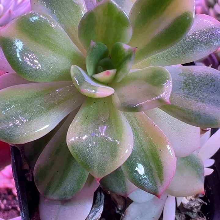 雨燕座锦多肉植物多肉植物