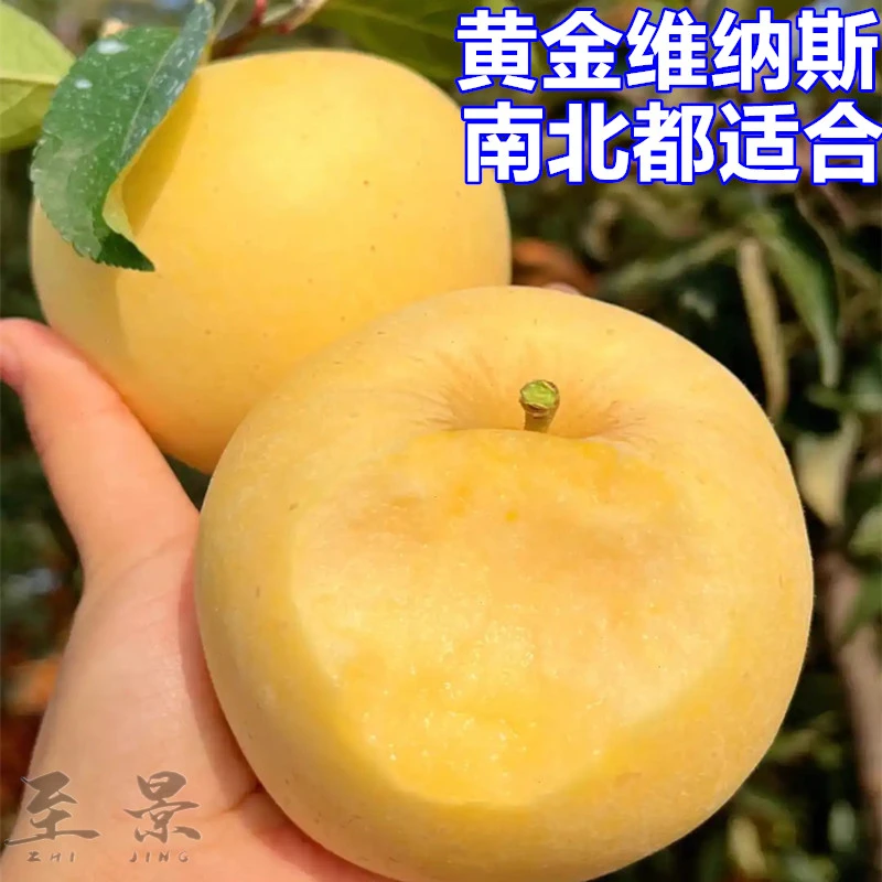 2#苹果树苗黄金维纳斯冰糖心红富士庭院阳台盆栽嫁接果树苗耐寒