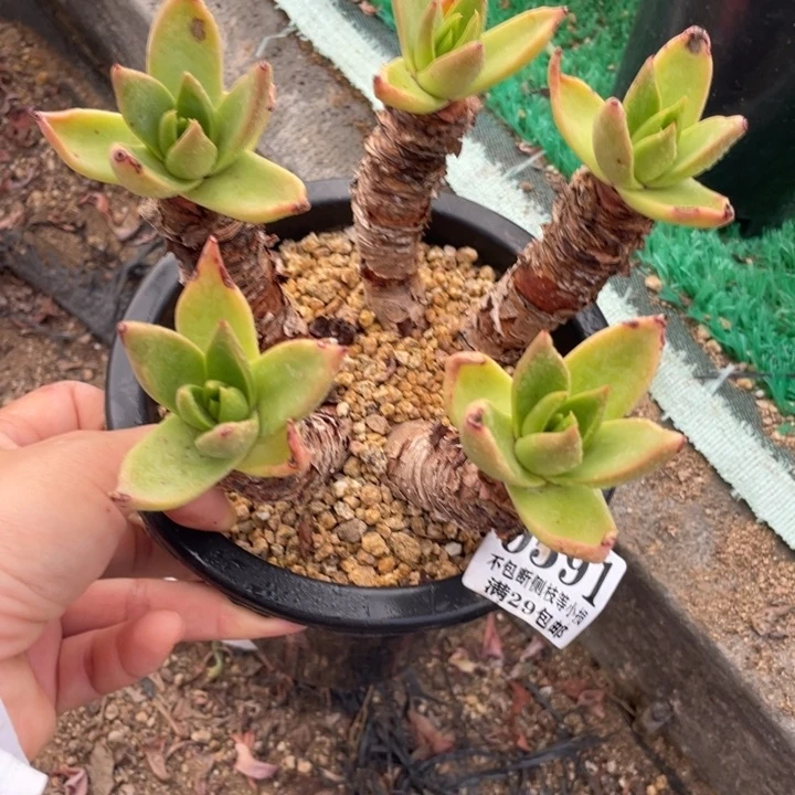 591号帕莫瑞苹果叶多肉