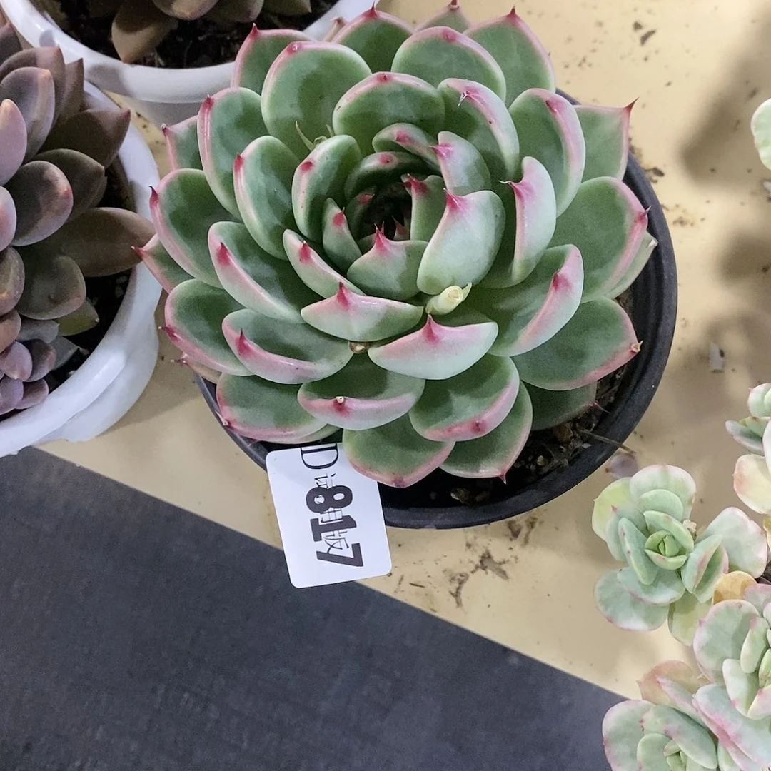 晓*儿817托斯卡內利多肉