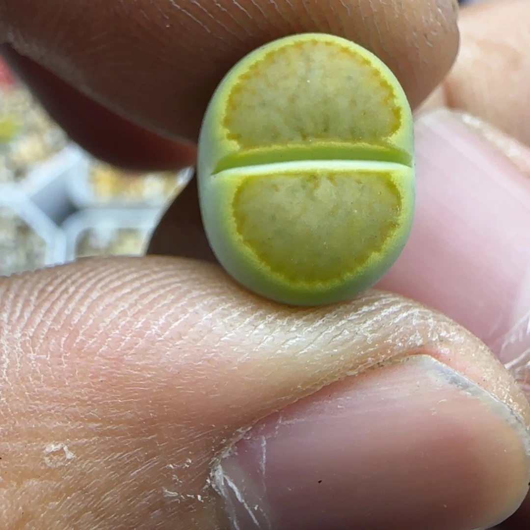 075 生石花大棚直播