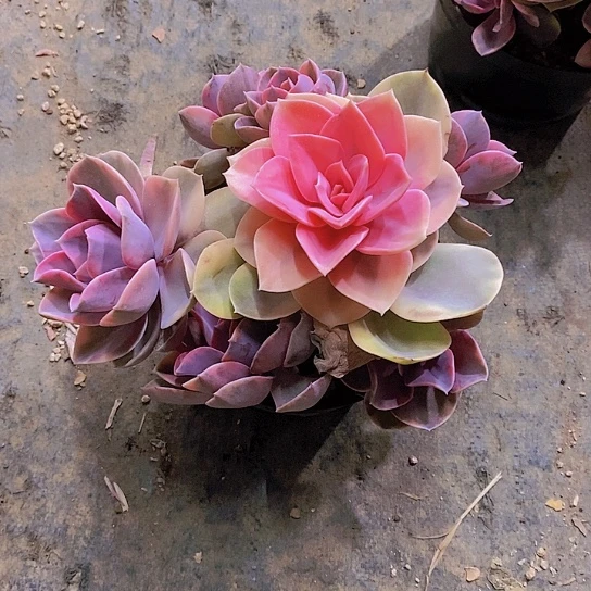 春****?彩虹锦多肉植物群
