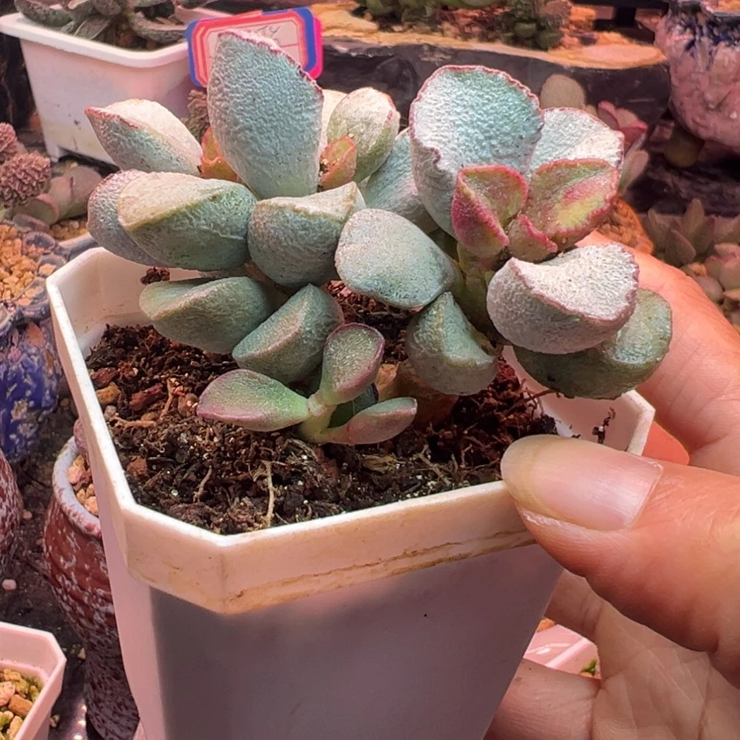 奕***艺好吧好嘛好吧我的天啊