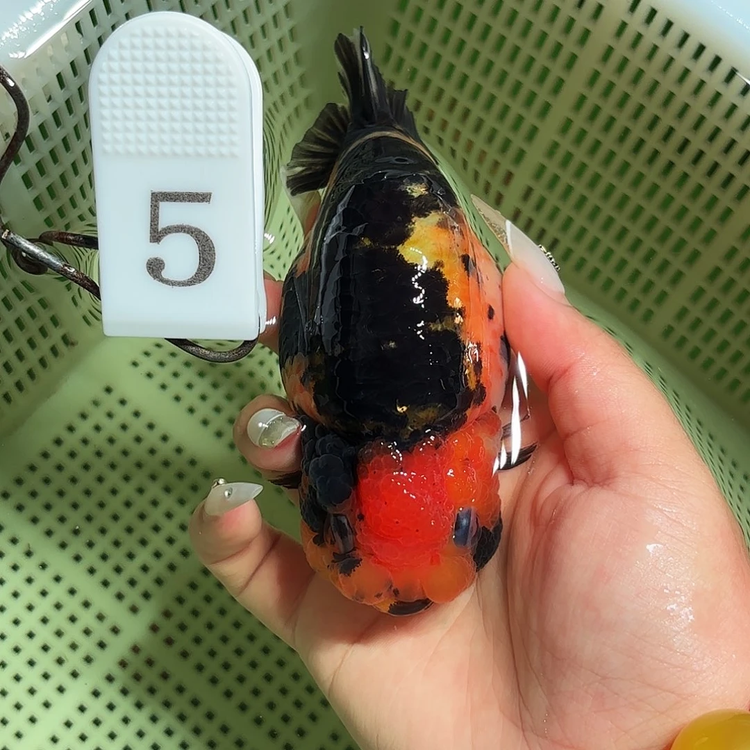 金鱼拍包装包邮，没拍包装发顺丰到付