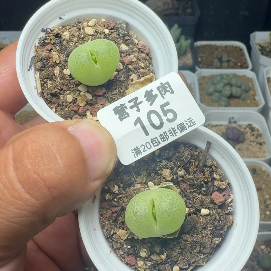 翠光带盆土。