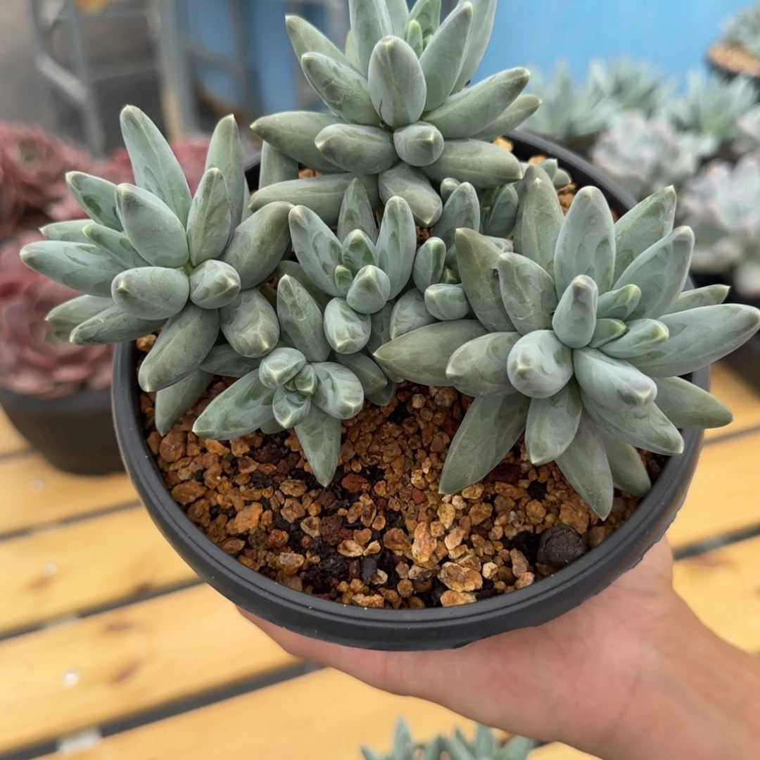 凤羽0000000000000000