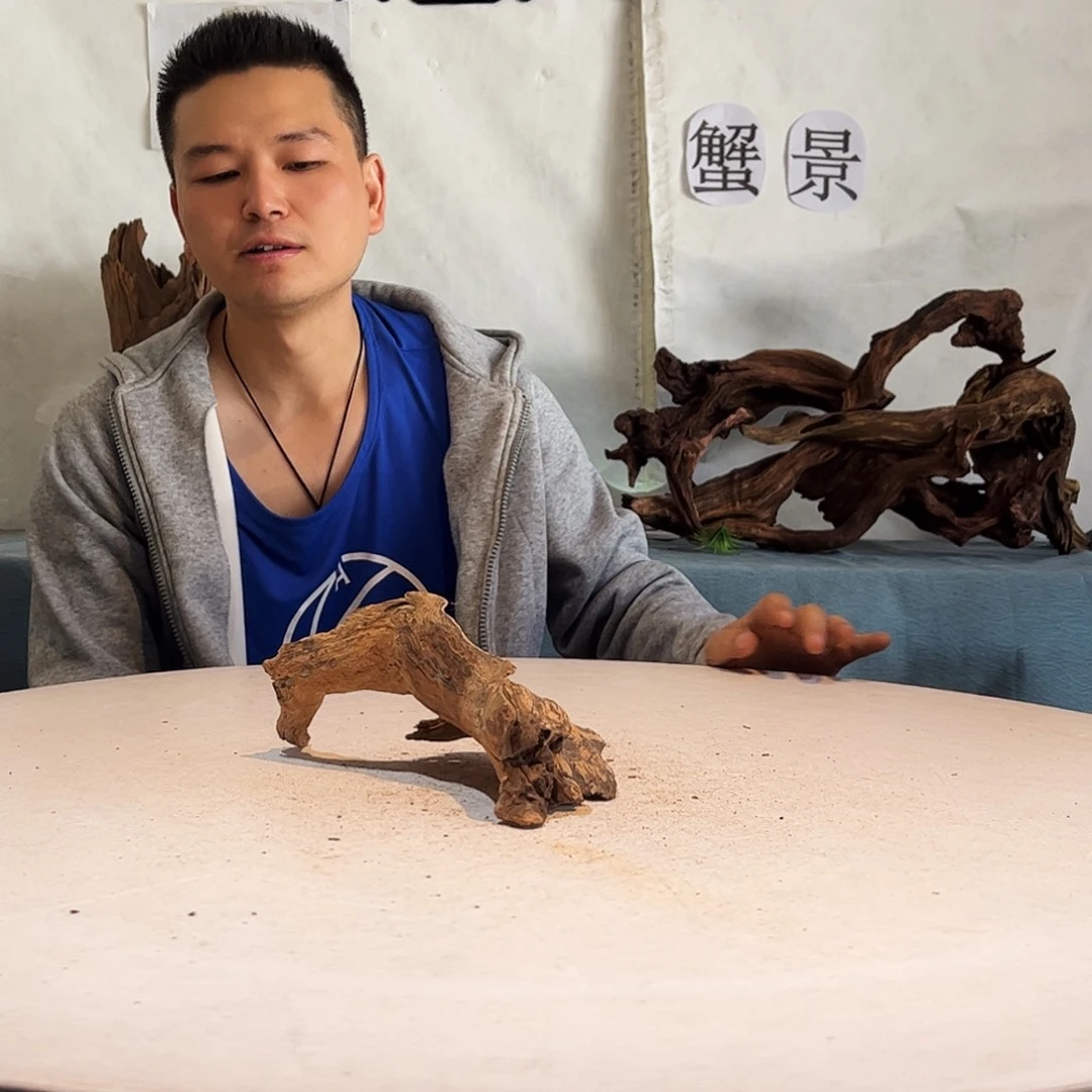沉木造景爬宠造景