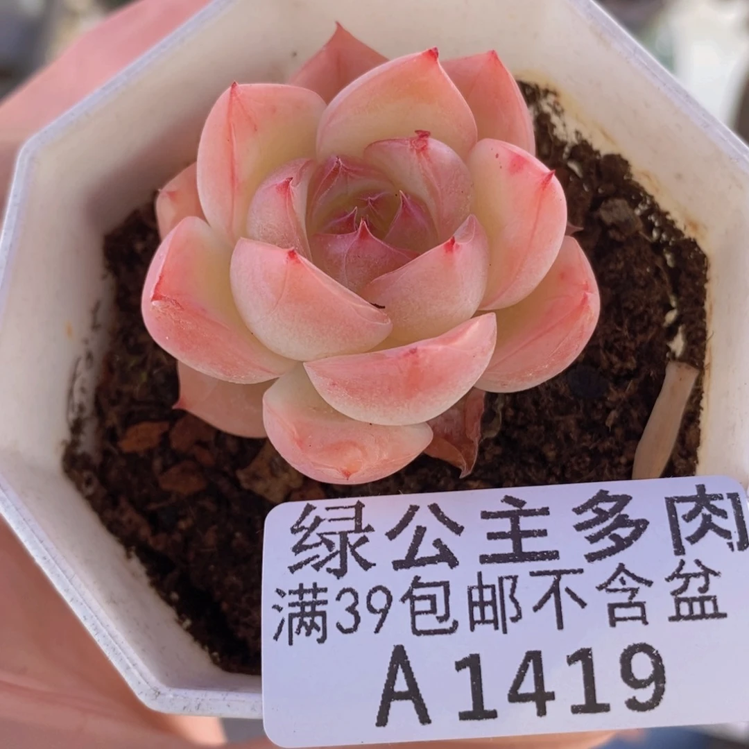 草莓冰单头1419多肉植物