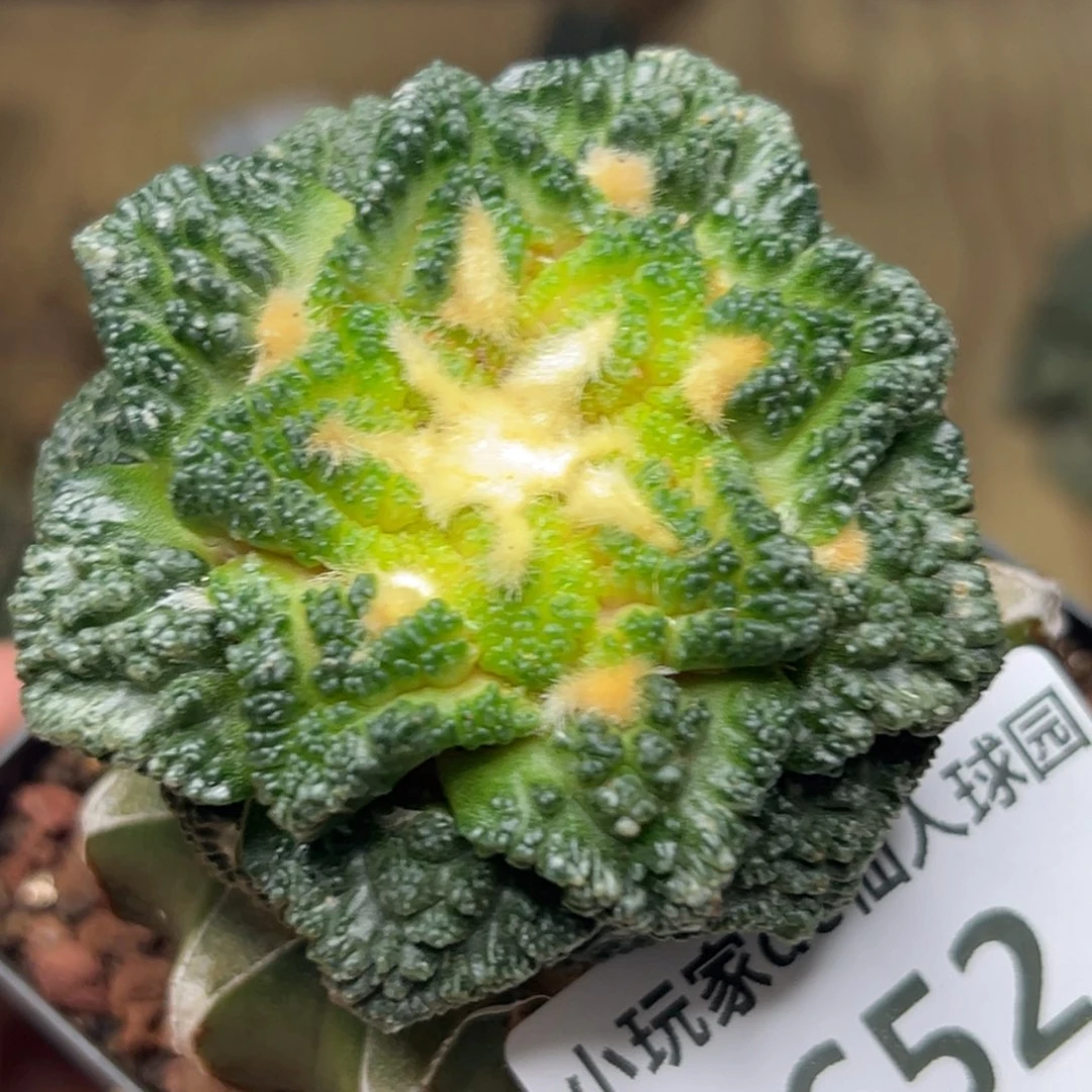 抚***卫652 仙人球的牡丹