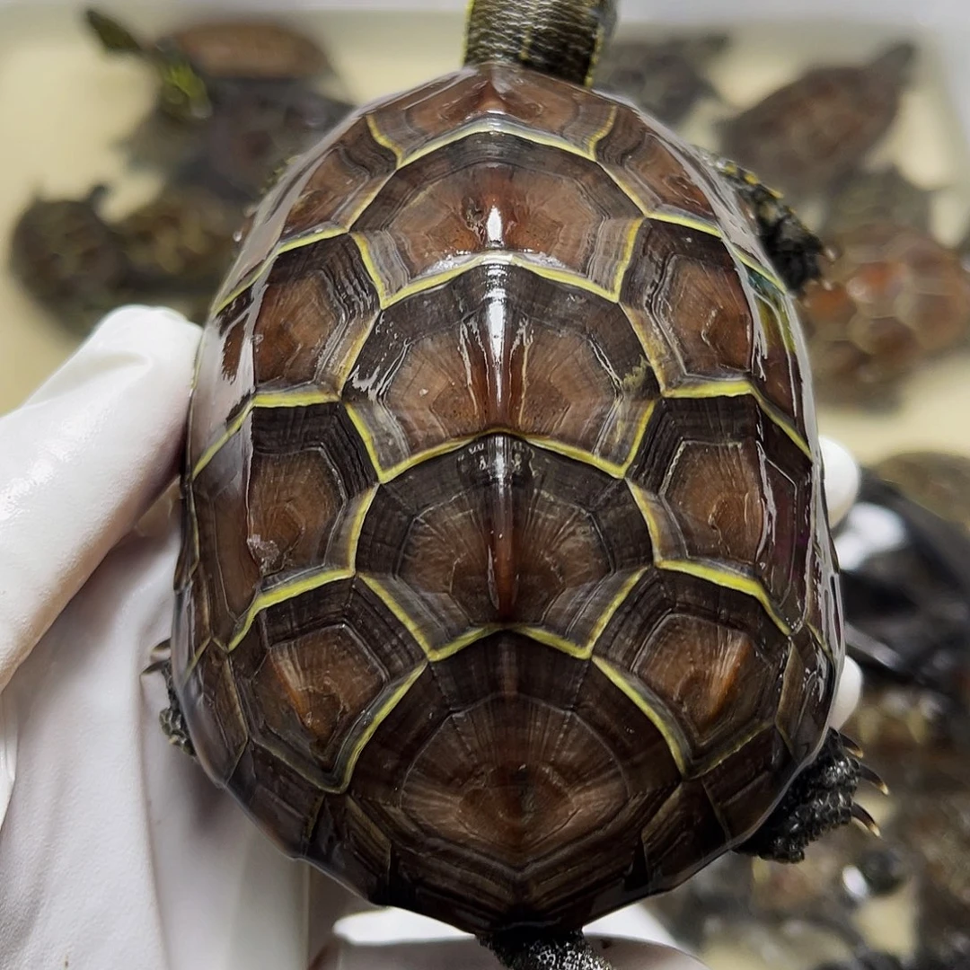 中华草龟母12334566