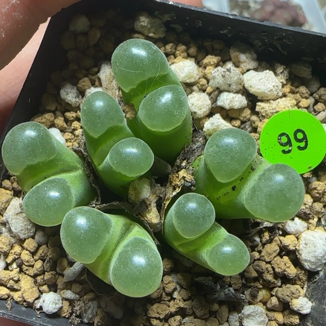 极窗漂亮多肉植物99