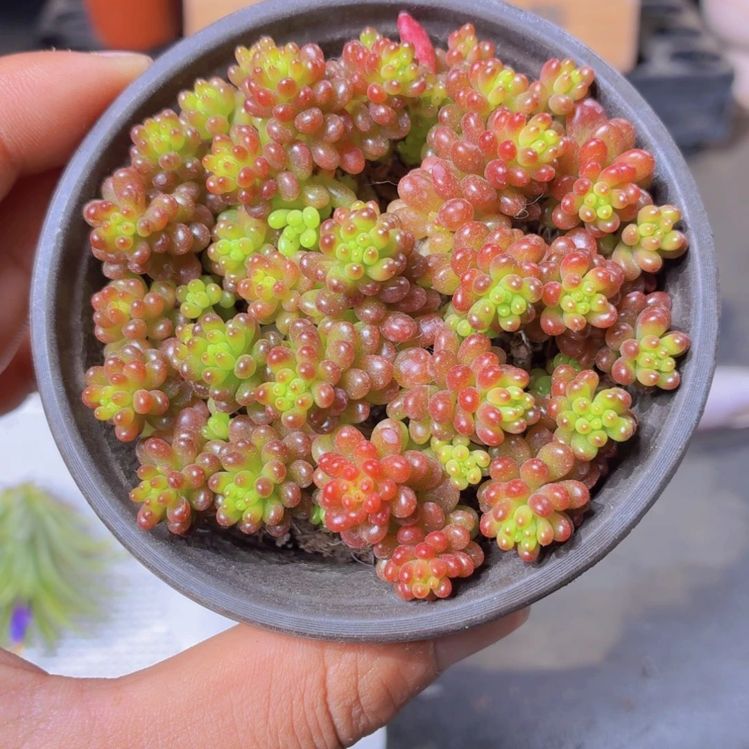 浆果多肉9.9包邮发货