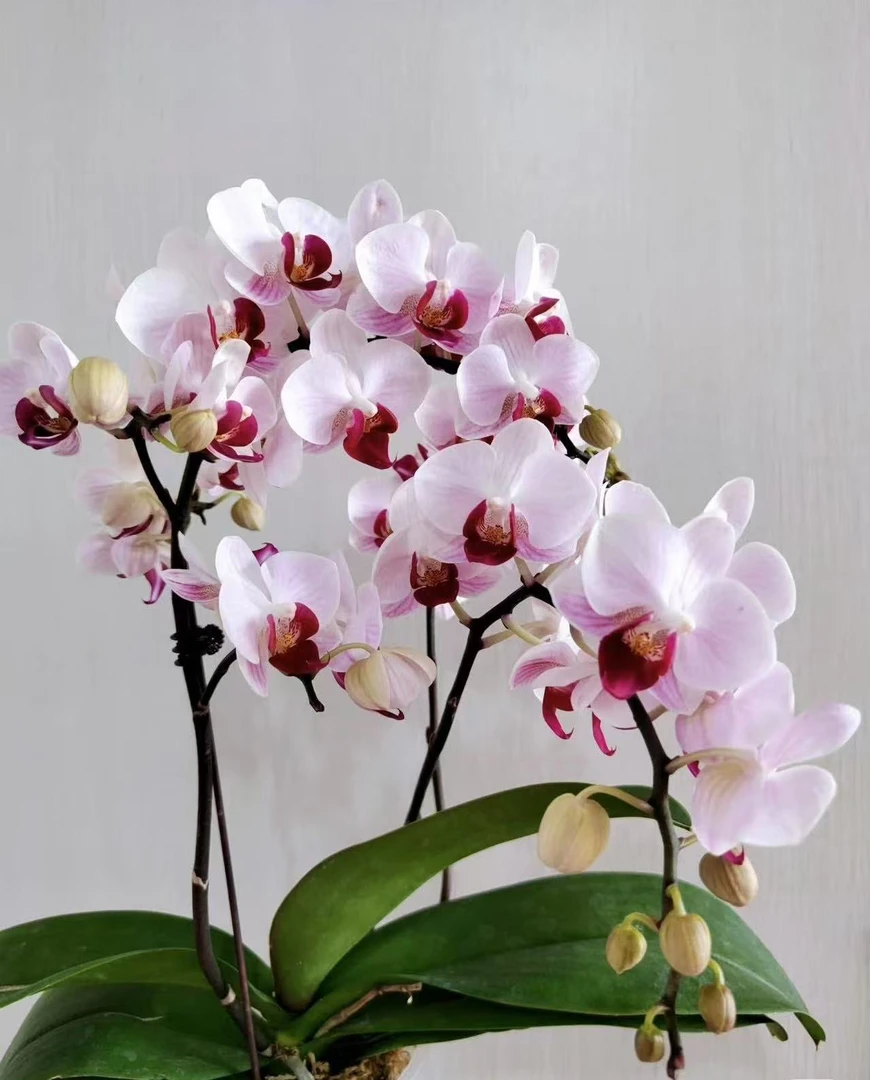 【貂蝉】稀有品种白色蝴蝶兰花量剧多2.8杯花色绝美不带花剑