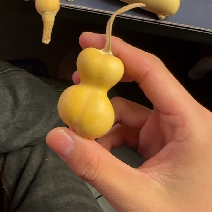 葫***娃大叶紫檀（黑酸枝木类）