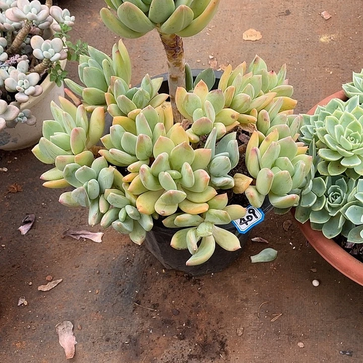 409海洋之星 一物一拍多肉