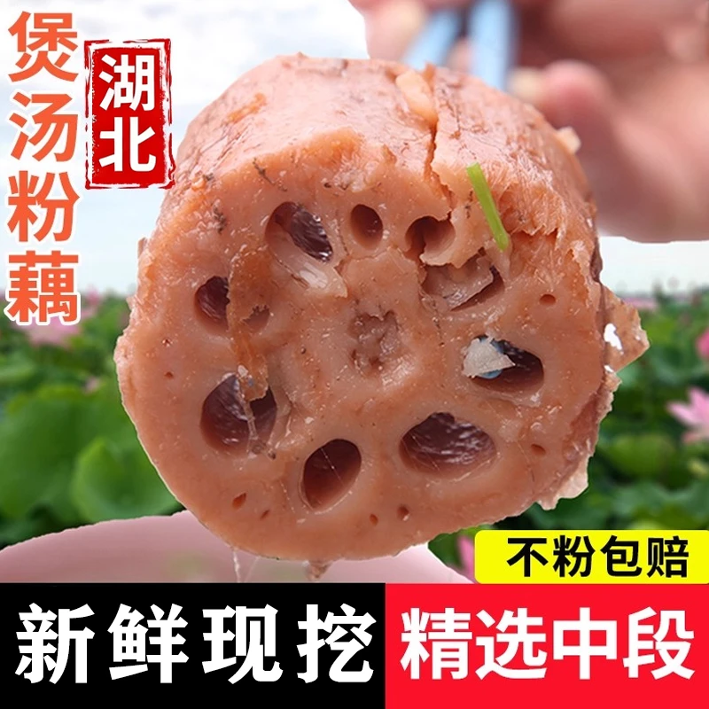 湖北特产洪湖煲汤粉藕新鲜现挖莲藕红莲藕5斤新藕直播正宗