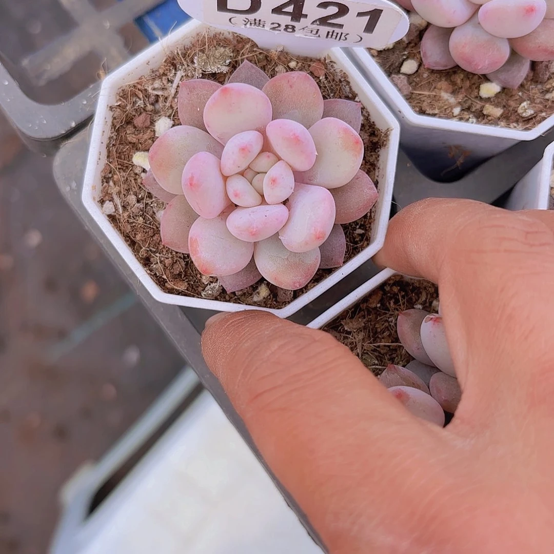 D421半夏一物一拍