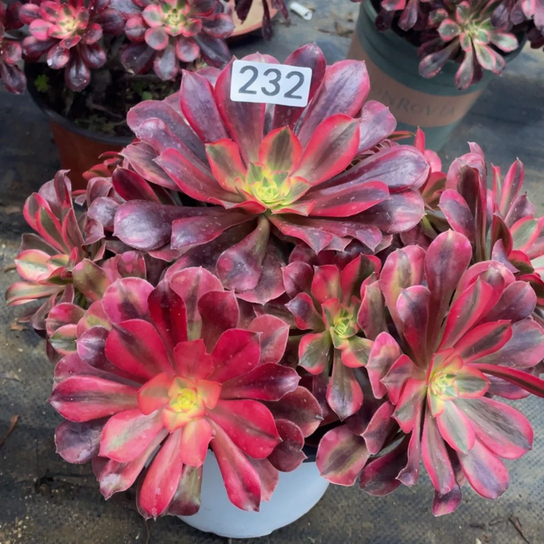 雨*232美杜莎精品法师老桩