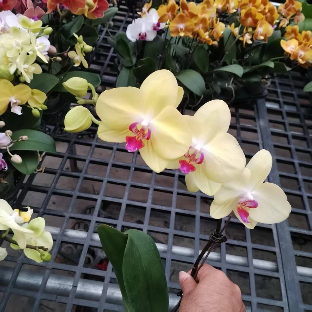 （新疆包邮）富乐夕阳品种蝴蝶兰品种