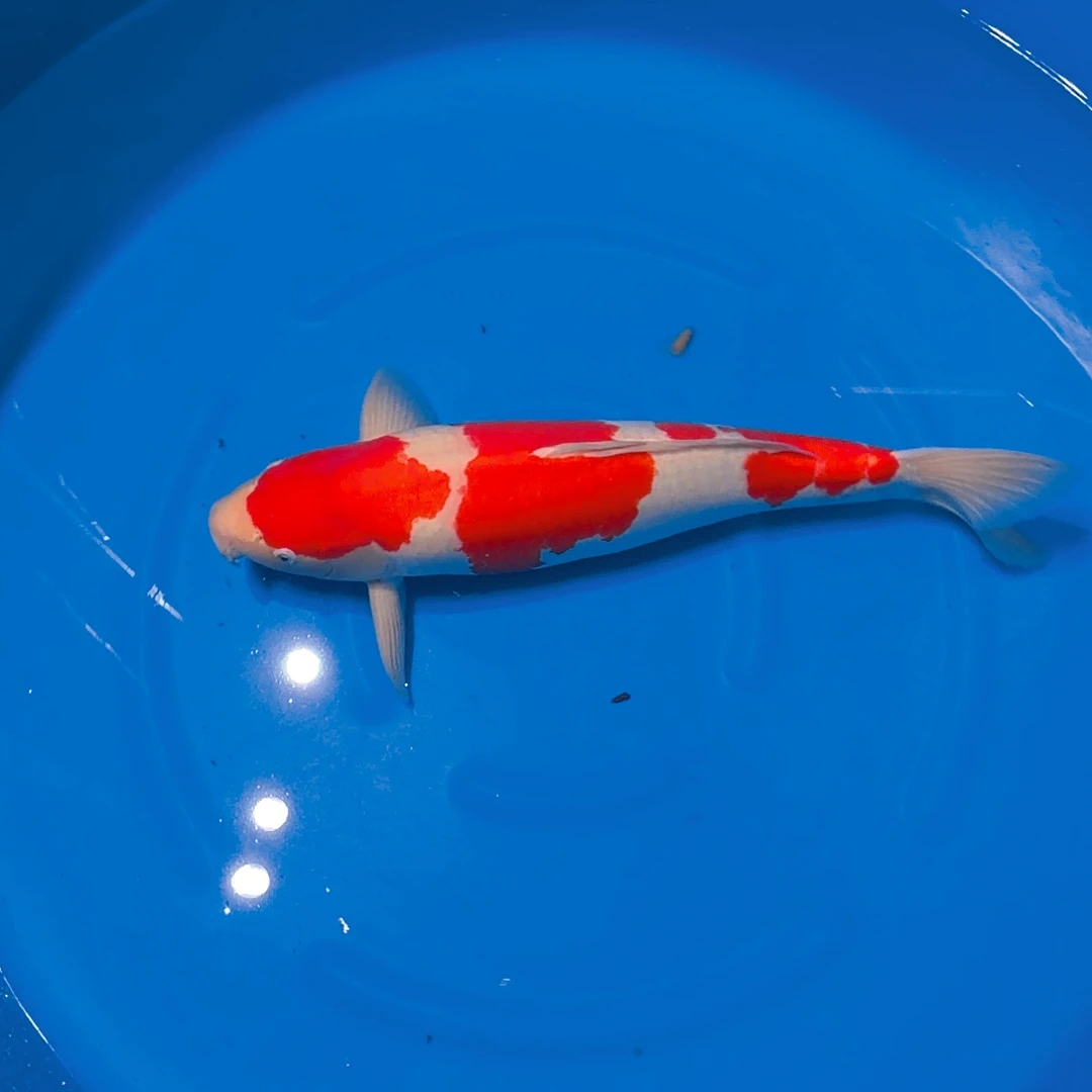 锦鲤红白专拍链接