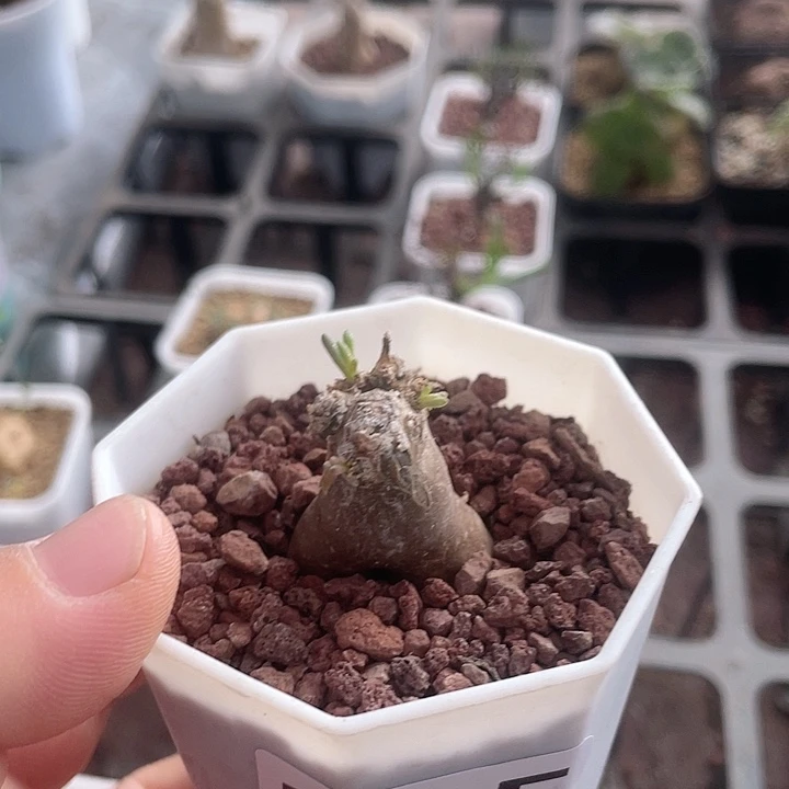 135淡青霜块根植物
