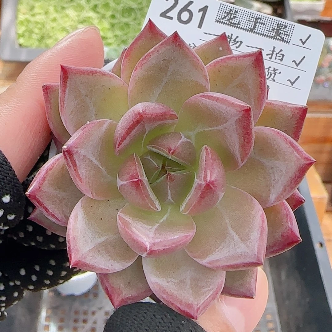 多肉0807-261夜魔侠