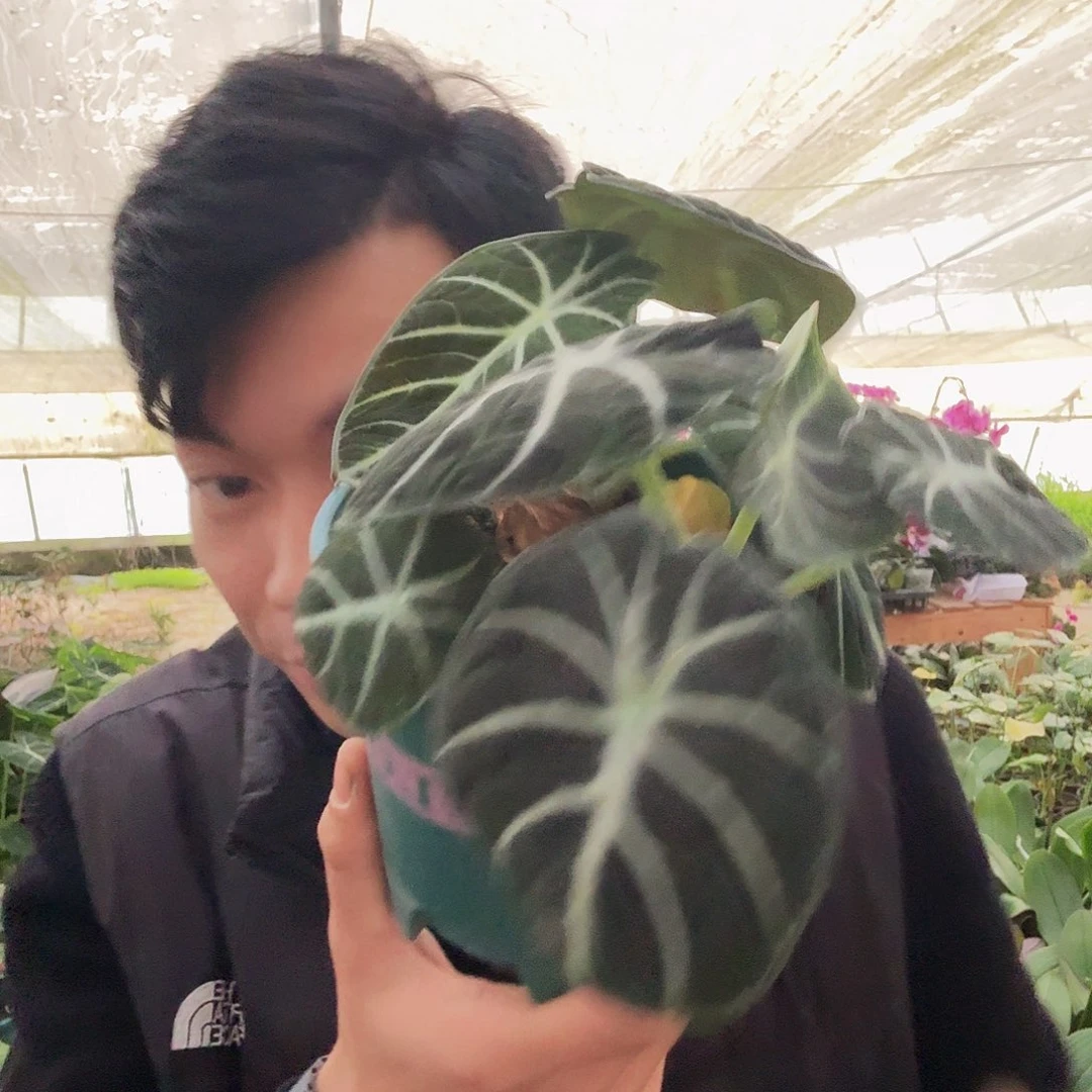 完全开放忍着老桩加仑盆一棵