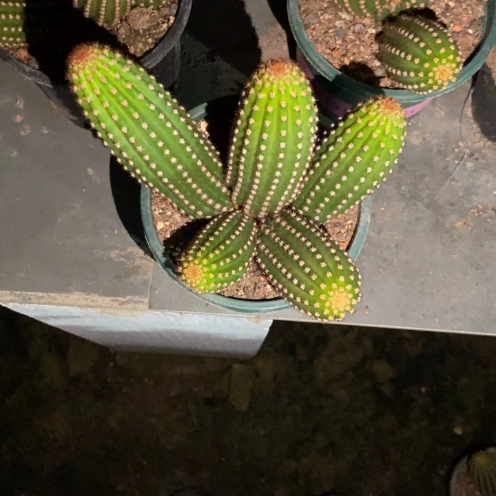 静***心仙人球金一群一物一拍带盆土