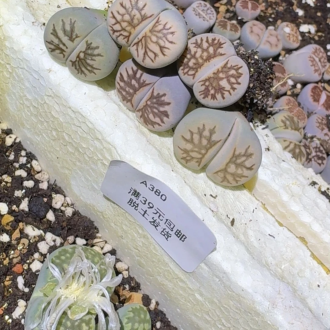 380多肉哈哈哈哈哈哈