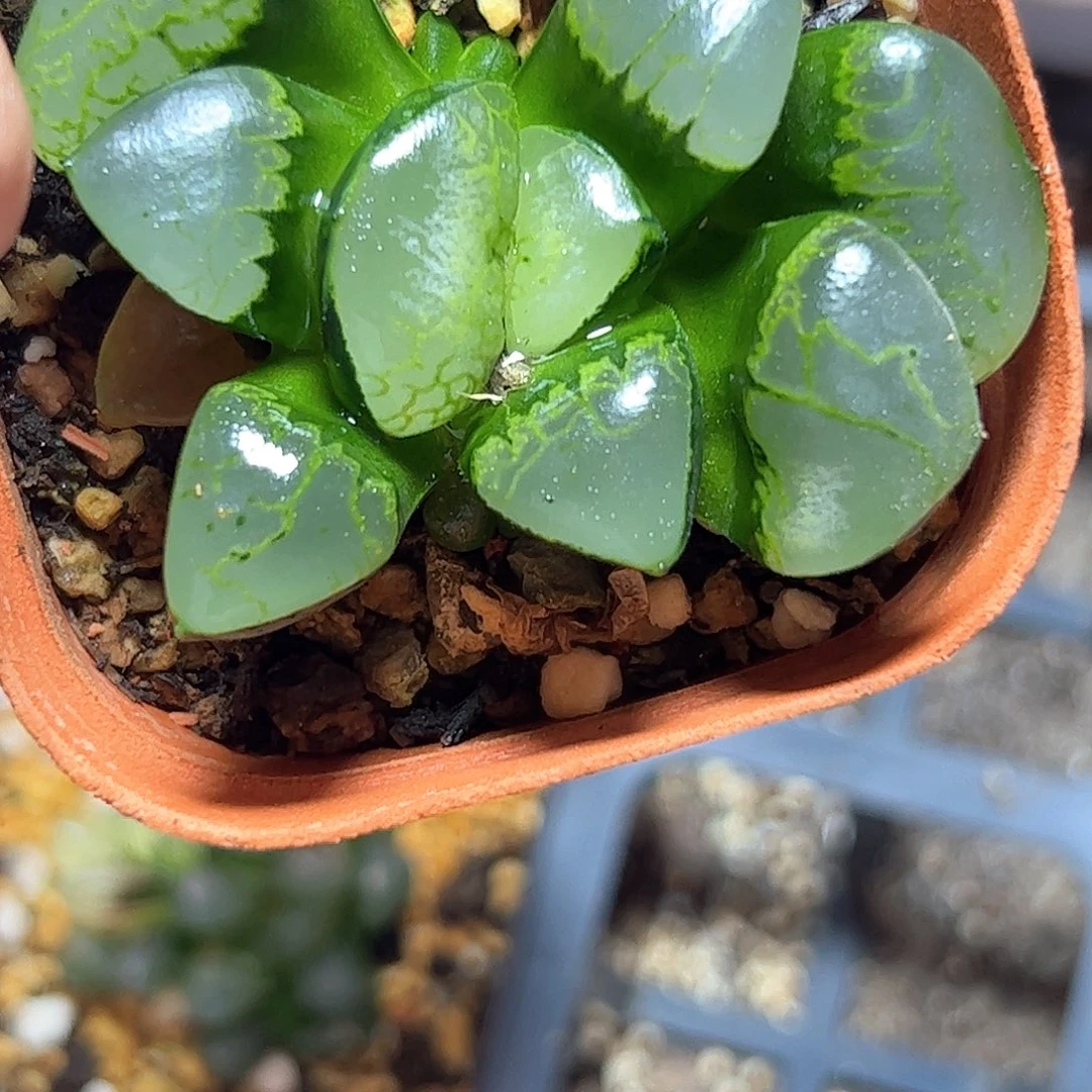 祥云变异十二卷多肉植物满