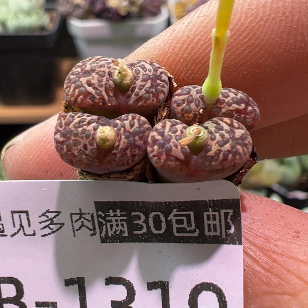 319 多肉植物1111111111111