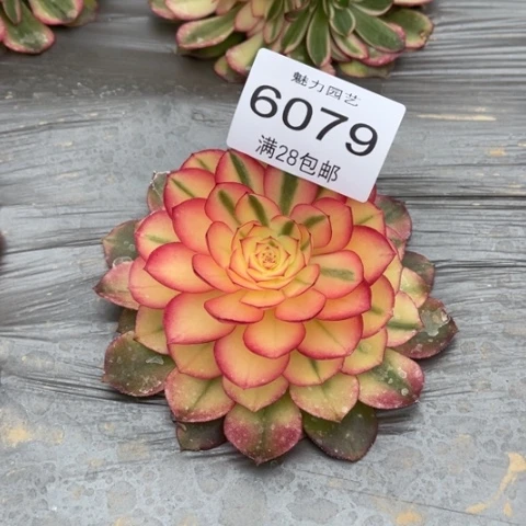 荔枝多肉多肉6079
