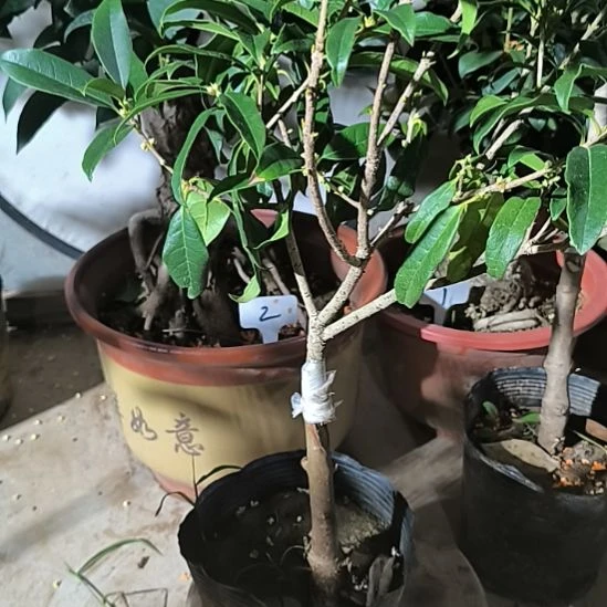 随***缘完全开放八月桂丹