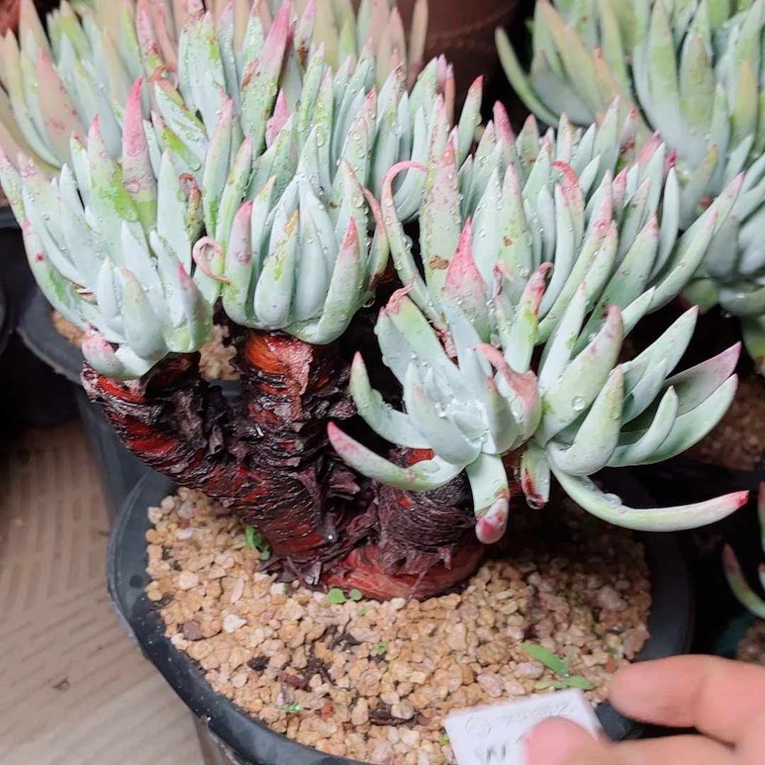 1084雪花仙女杯多肉