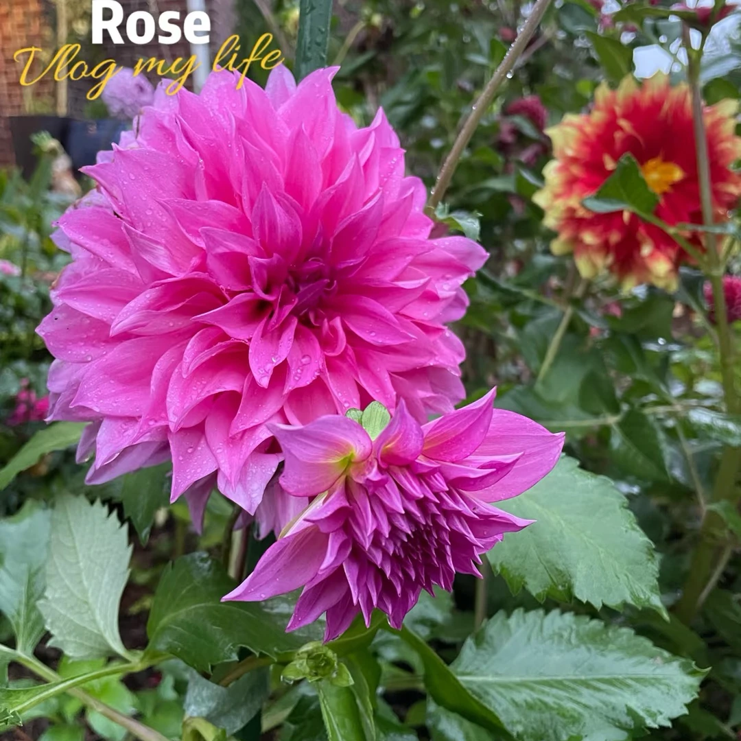 花大丽花小苗当年开花 多年生 花卉大丽花小苗开花 大丽花 地瓜花