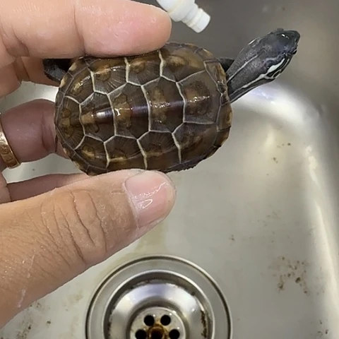 绿毛龟母不要让别人