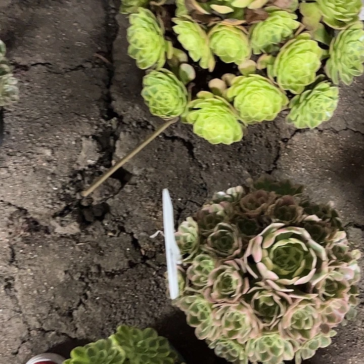 姝***蓉多肉植物寄养发货